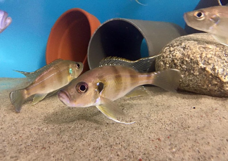 Greenwoodochromis bellcrossi